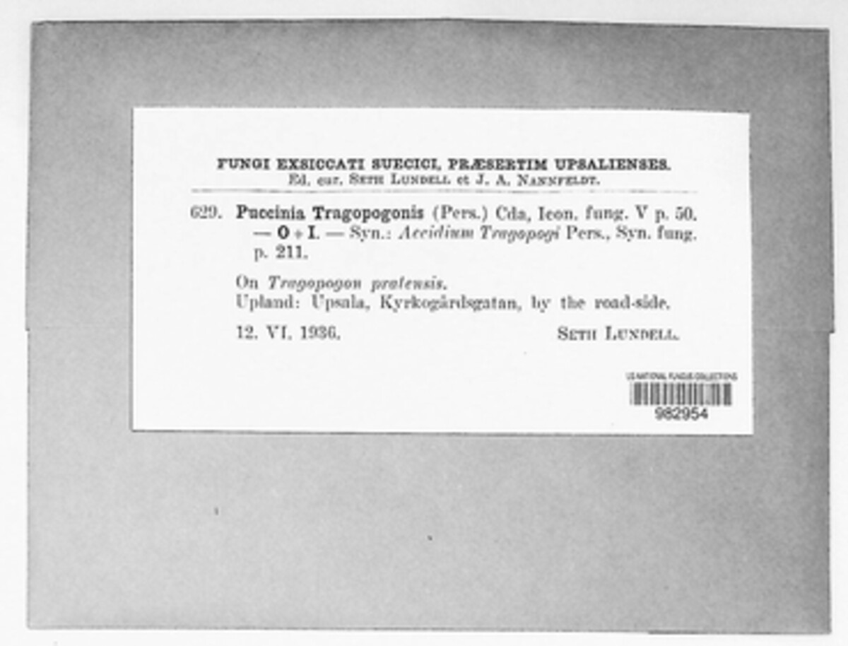 Puccinia hysterium image
